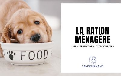La ration ménagère : une alternative aux croquettes