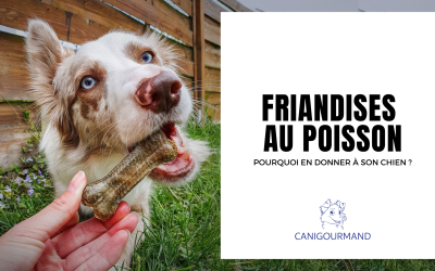 Pourquoi donner des friandises au poisson à son chien ?