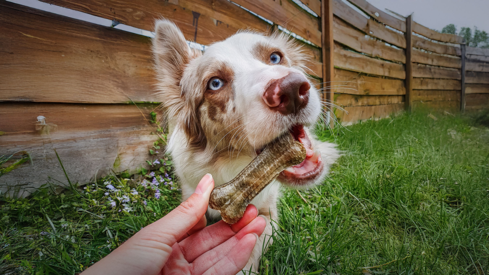 Os et chien : Peut-on donner un os à son chien
