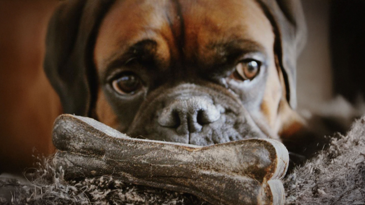 Os et chien : Peut-on donner un os à son chien