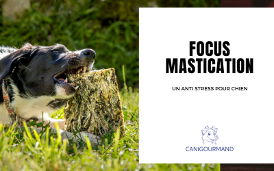 Mastication anti stress chien : comment apaiser votre chien