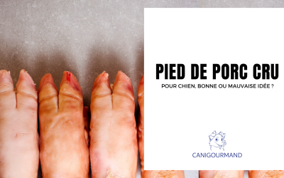 Pied de porc cru pour chien avis : ce qu’il faut savoir