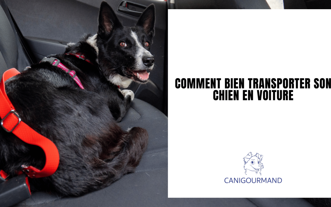 Comment bien transporter son chien en voiture
