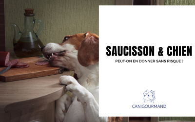 Saucisson chien danger : peut-on en donner sans risque ?