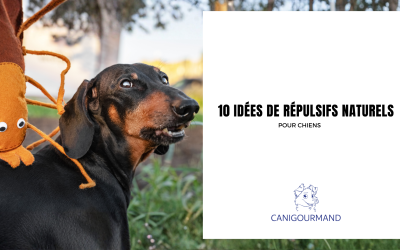 10 idées de répulsifs naturels pour chiens