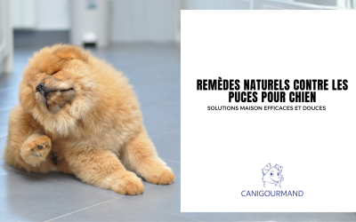 Remèdes naturels contre les puces pour chien : solutions maison efficaces et douces