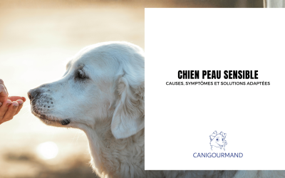 Chien peau sensible : causes, symptômes et solutions adaptées