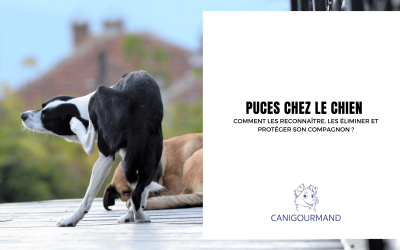 Puces chez le chien : comment les reconnaître, les éliminer et protéger son compagnon ?