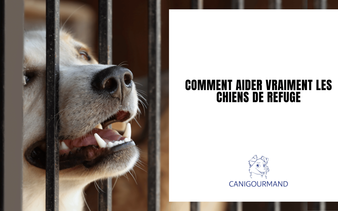 Comment aider VRAIMENT les chiens de refuge ? Nos solutions