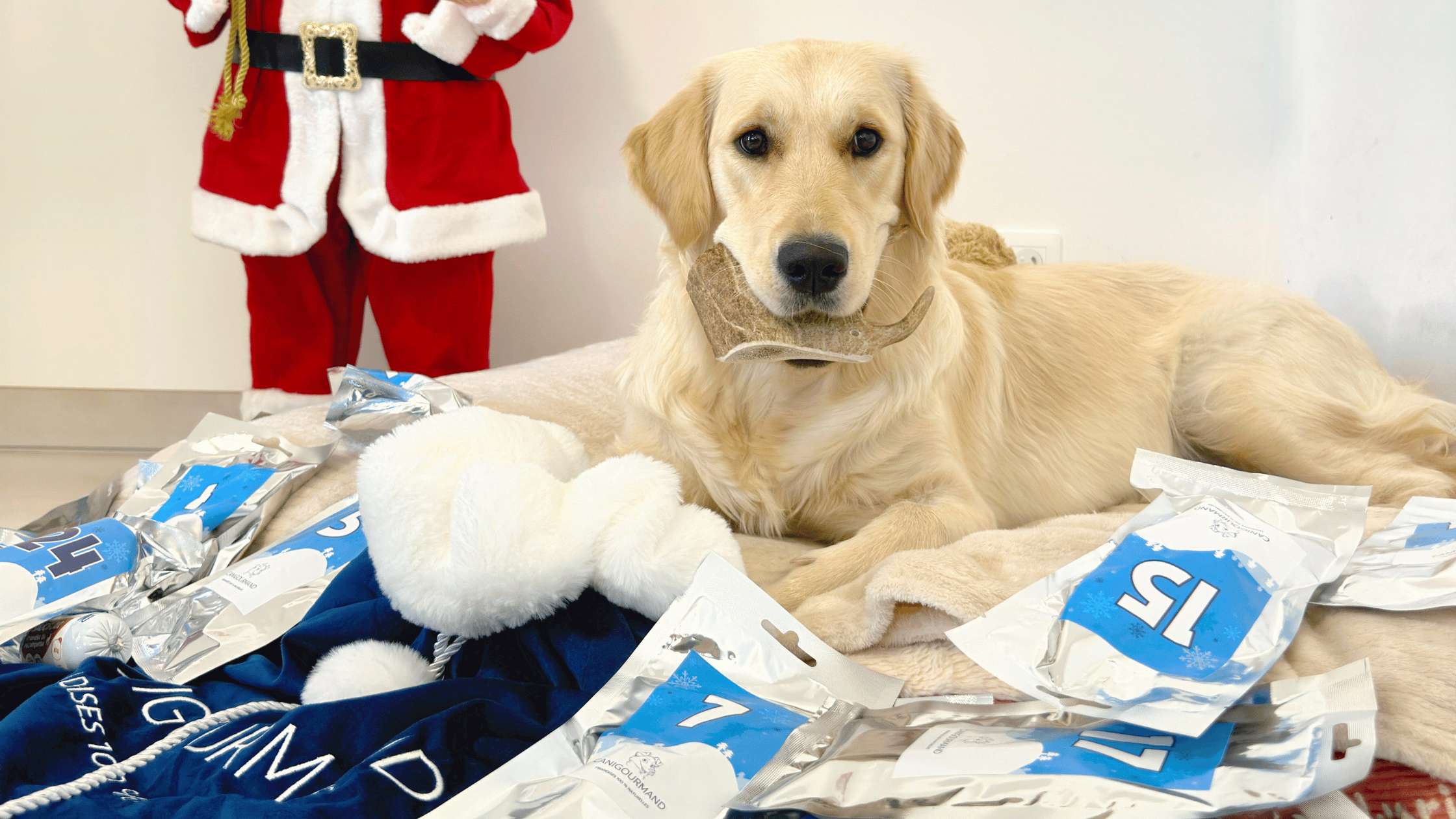 Calendrier de l'avent pour chien