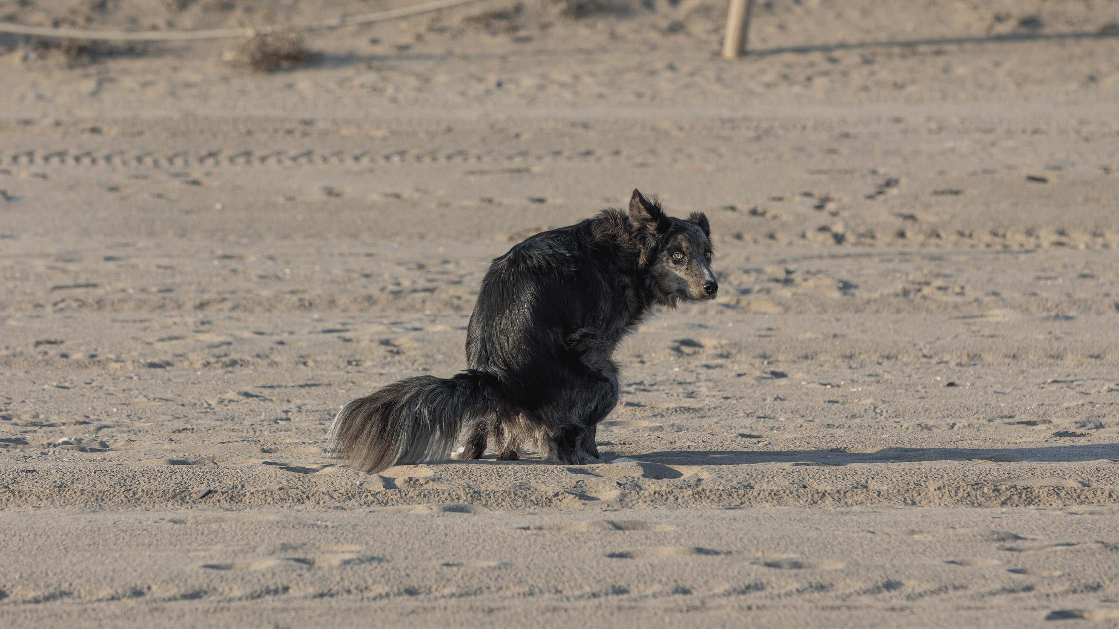 ramasser dejection canine