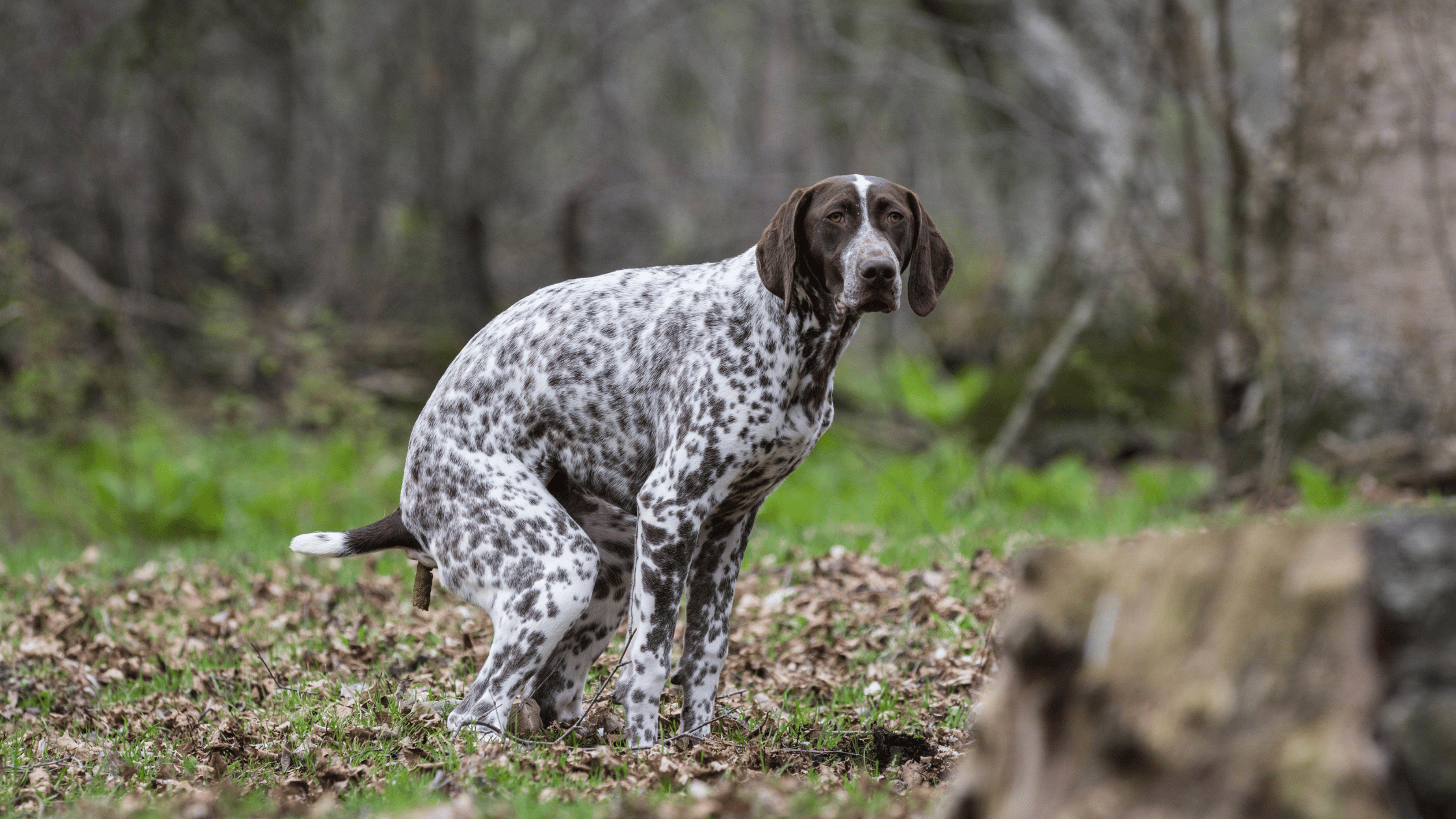 ramasser crotte de chien en forêt