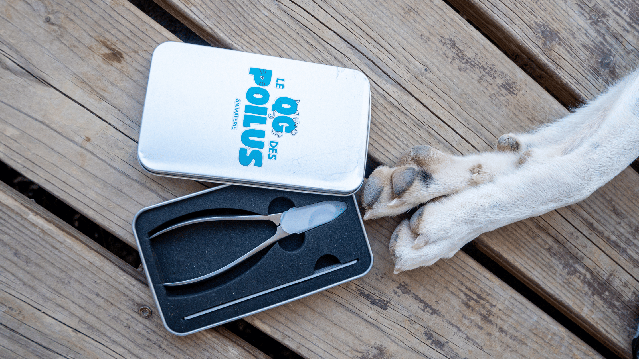 comment couper les griffes d'un chien