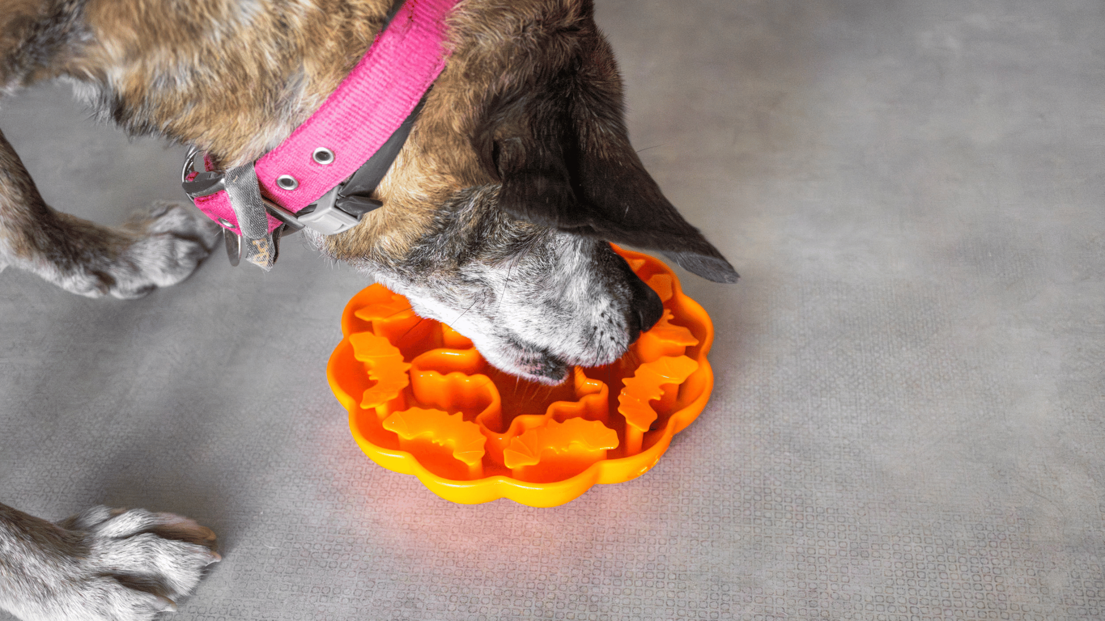 gamelle anti glouton silicone ventouse