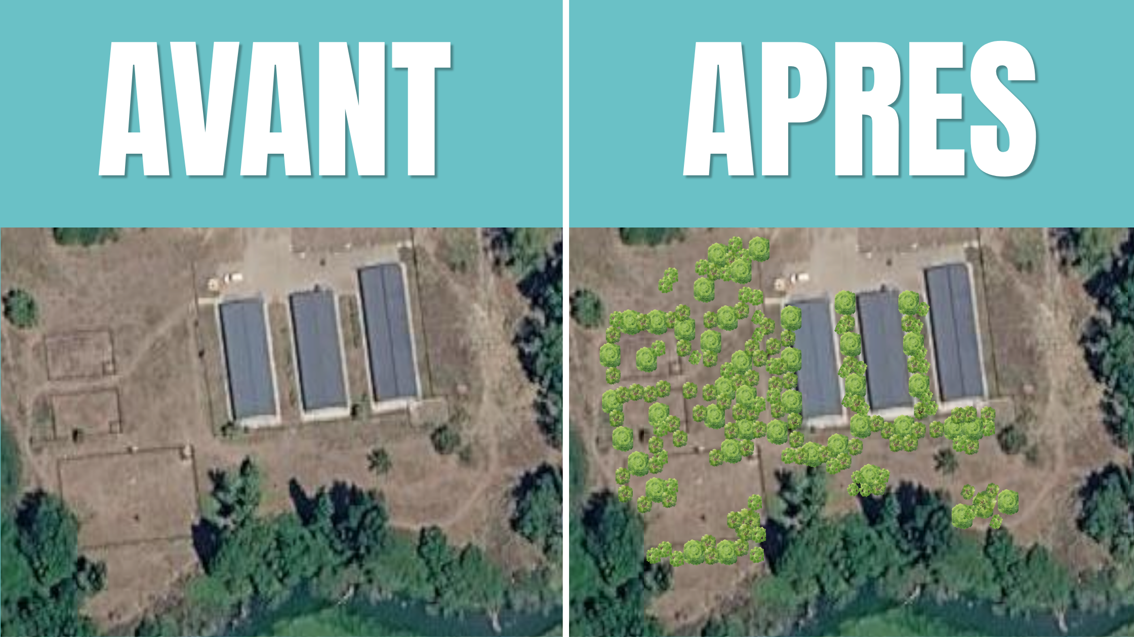 Avant après opération un arbre pour eux