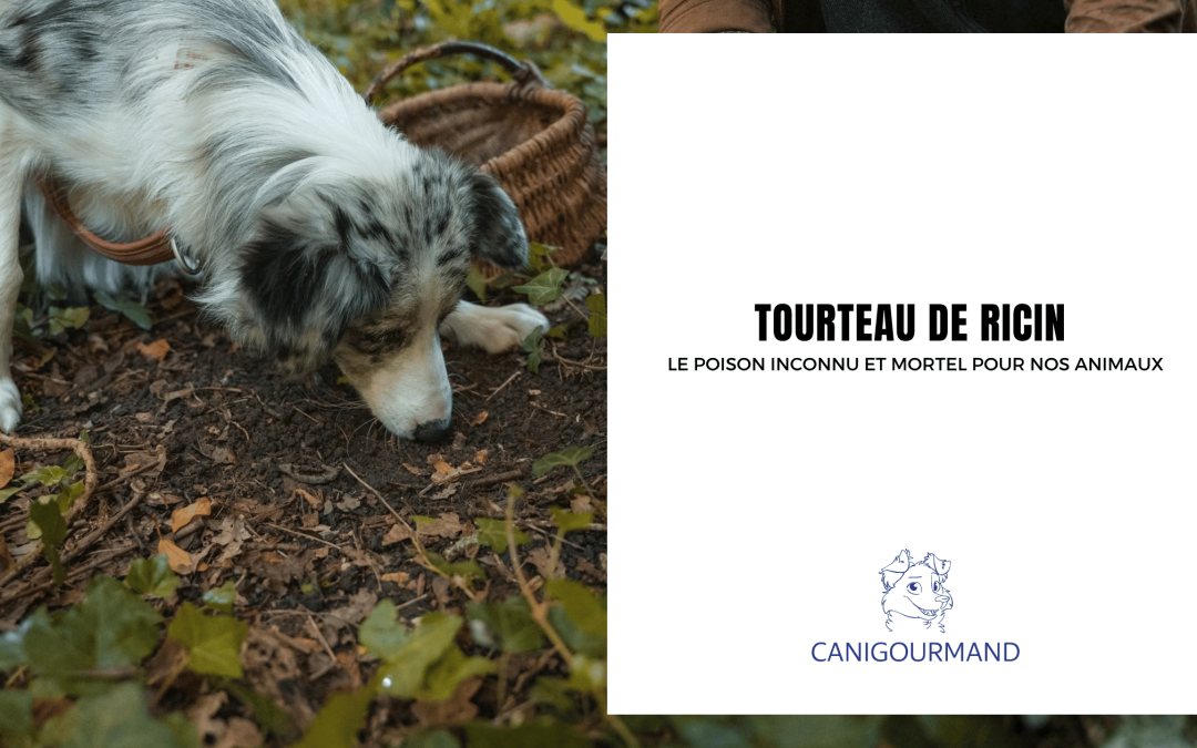 tourteau de ricin chien