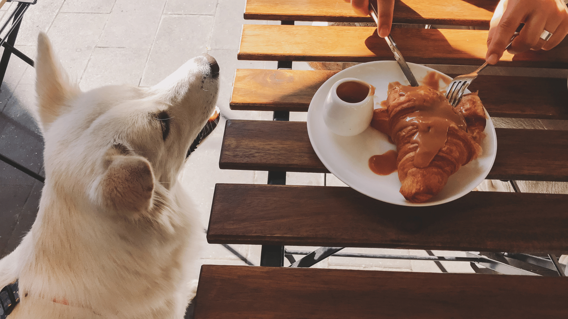 Aliments toxiques chien