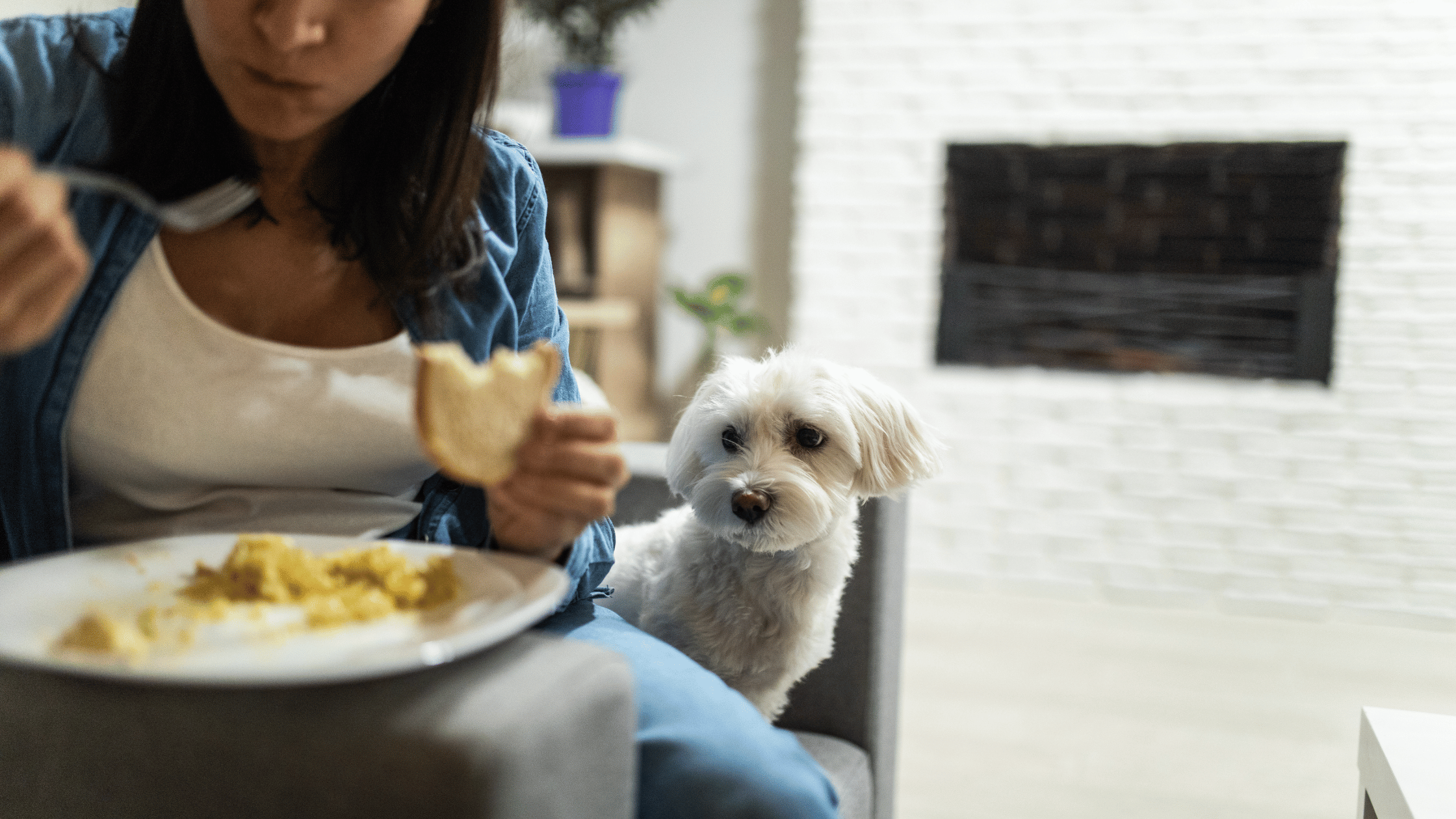 Quels aliments ne pas donner à mon chien