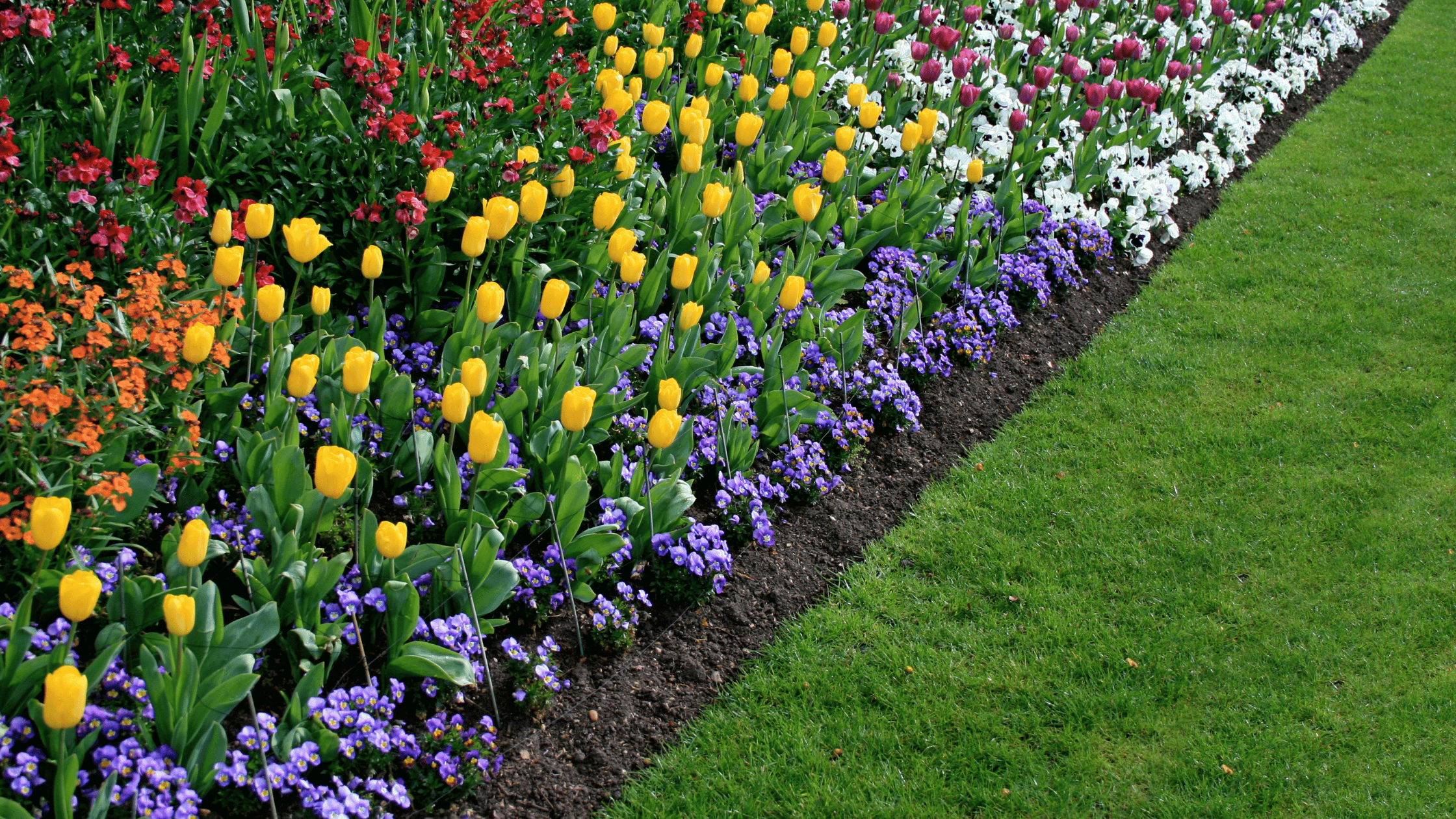 engrais toxique chien jardin