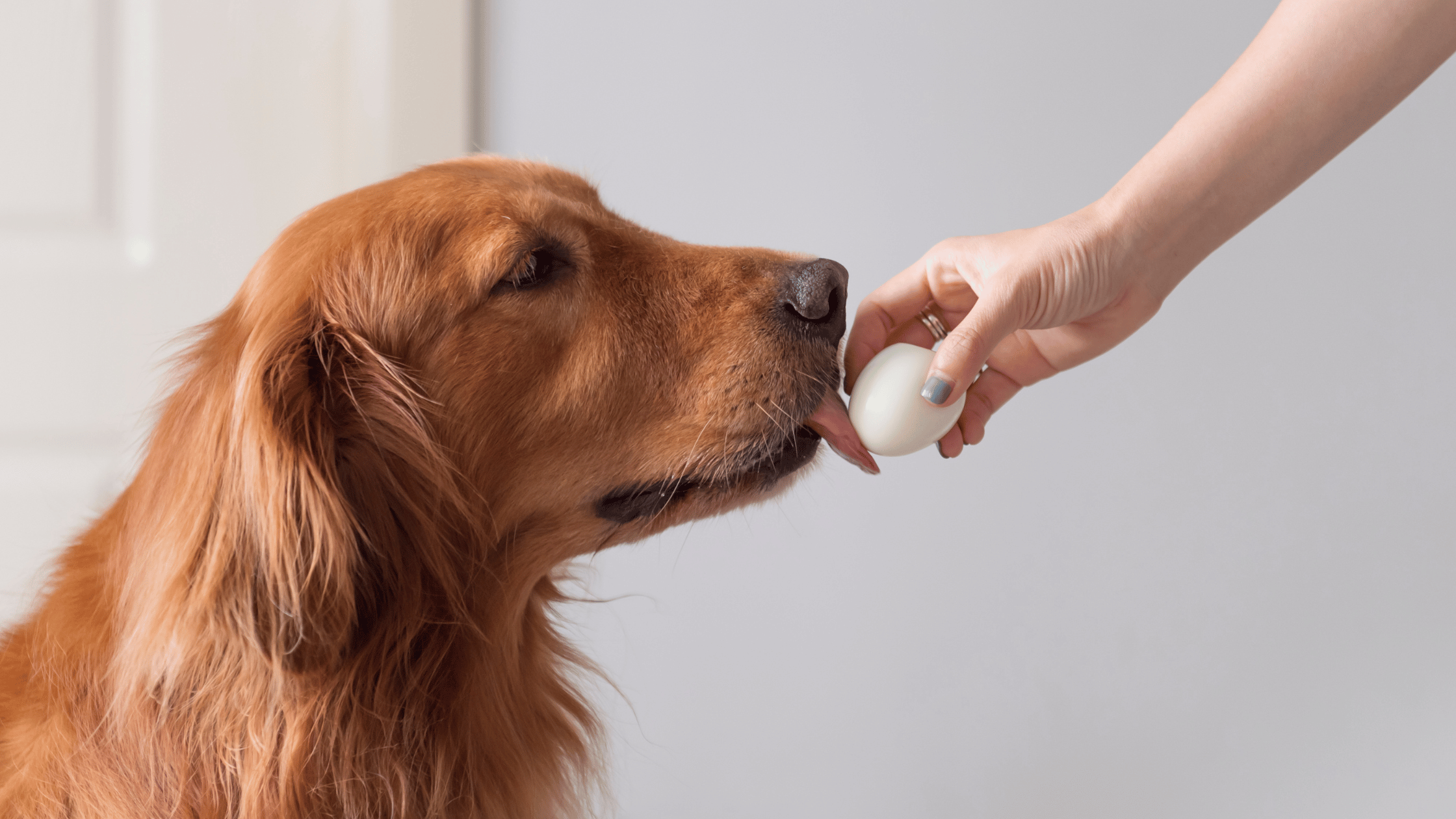 Qu'est-ce que je peux donner comme nourriture à mon chien