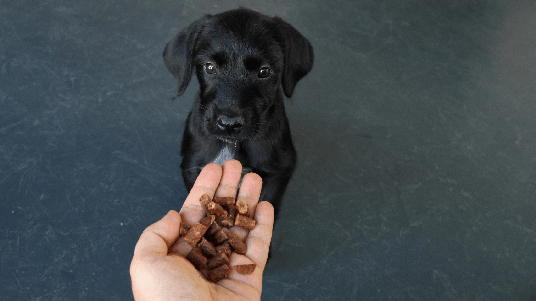 Education positive chiot