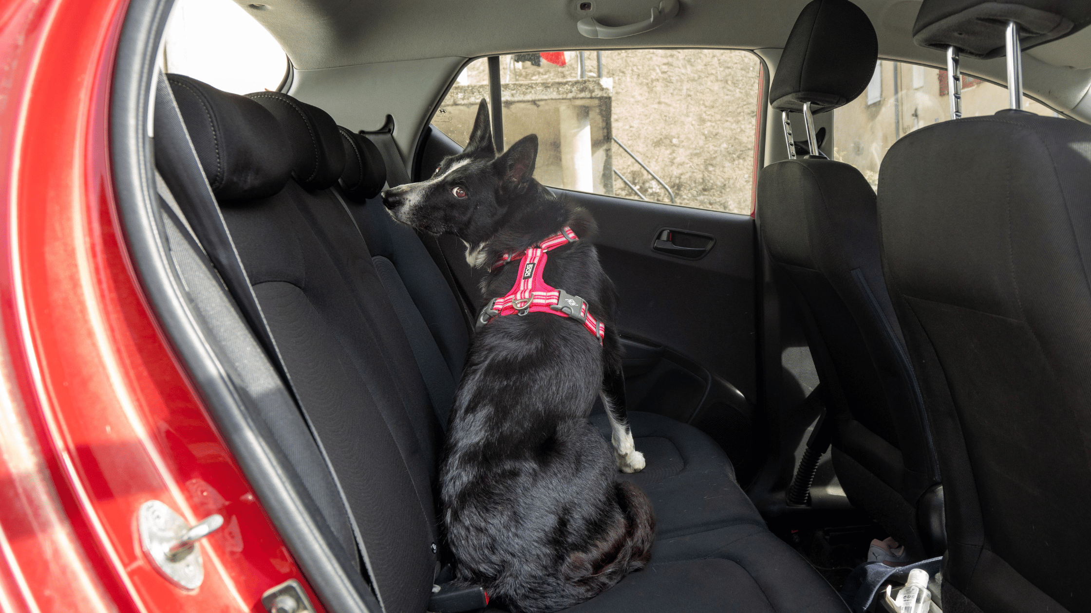 Mon chien a peur en voiture, comment faire