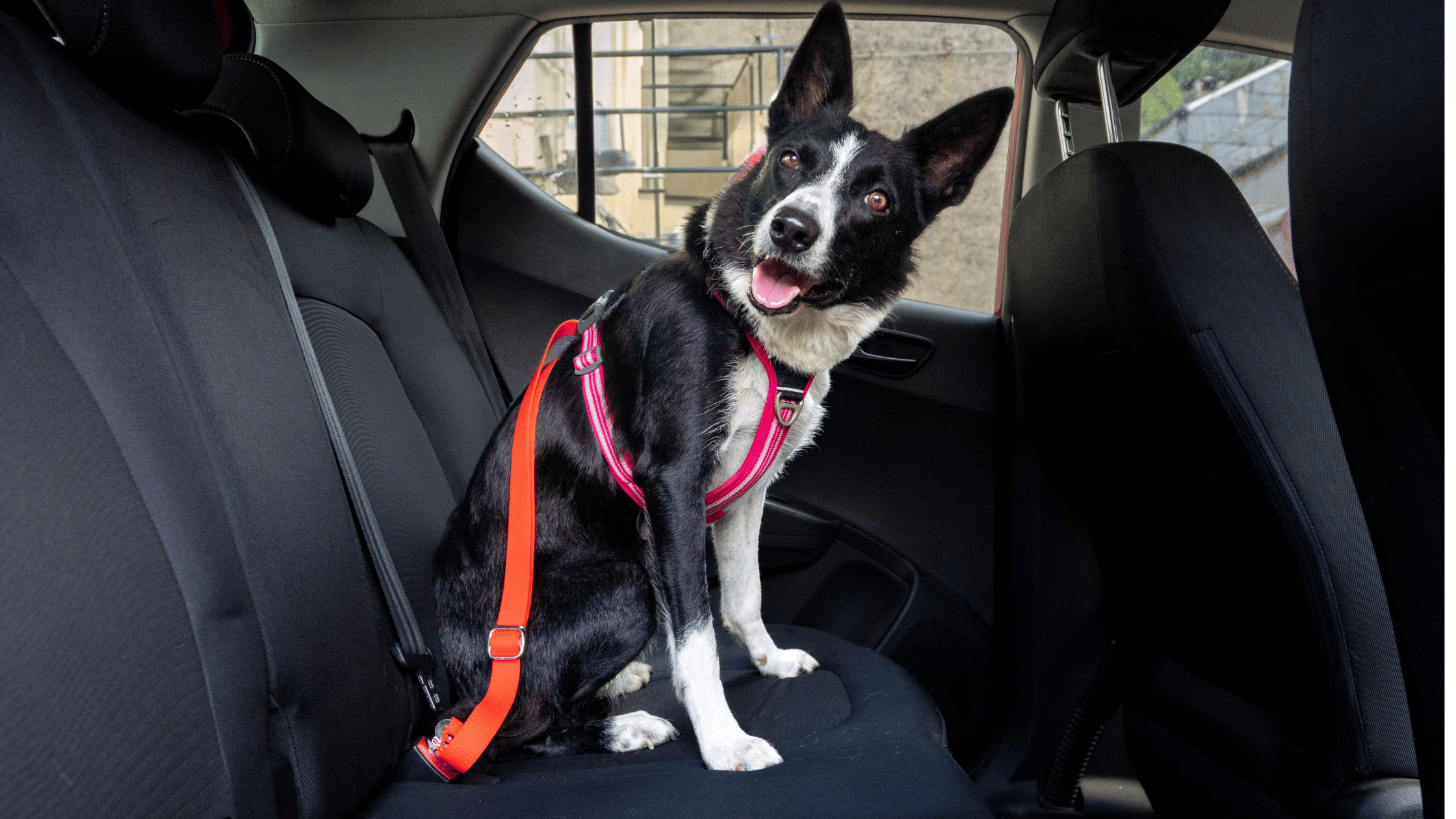 Ceinture de sécurité pour chien, voyager en voiture avec son chien