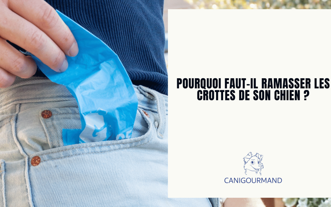 ramasser les crottes de son chien